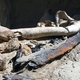 Illustration for article titled Remains of “Warrior Princess” Found Buried Alongside Dagger and Sword